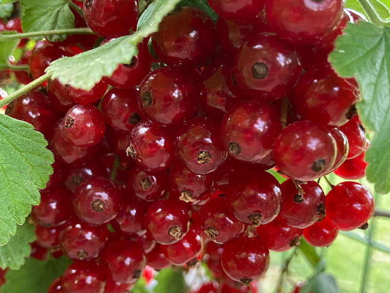 Rote Johannisbeere Strauch (Ribes rubrum) JONKHEER VAN TETS  (stamm)