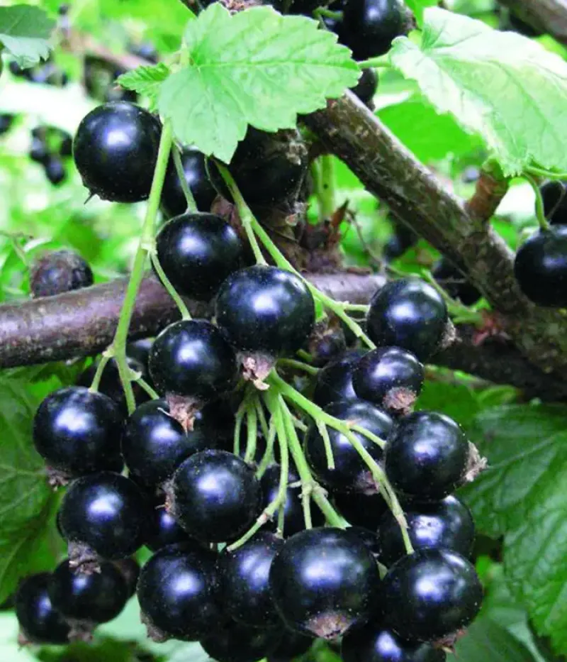 Schwarze Johannisbeere (Ribes nigrum) SELEČENSKAJA - Tutifruti, s.r.o.
