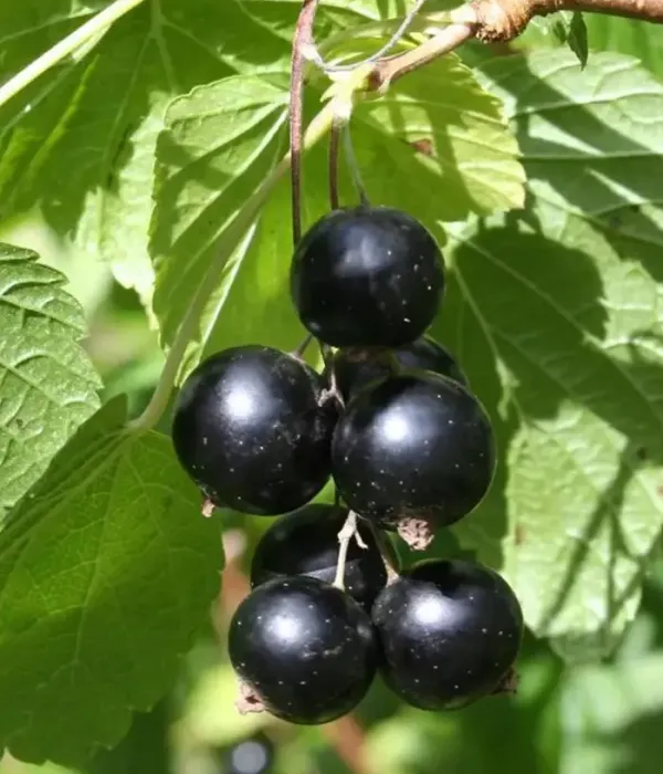Black Currant (Ribes nigrum) STORKLAS