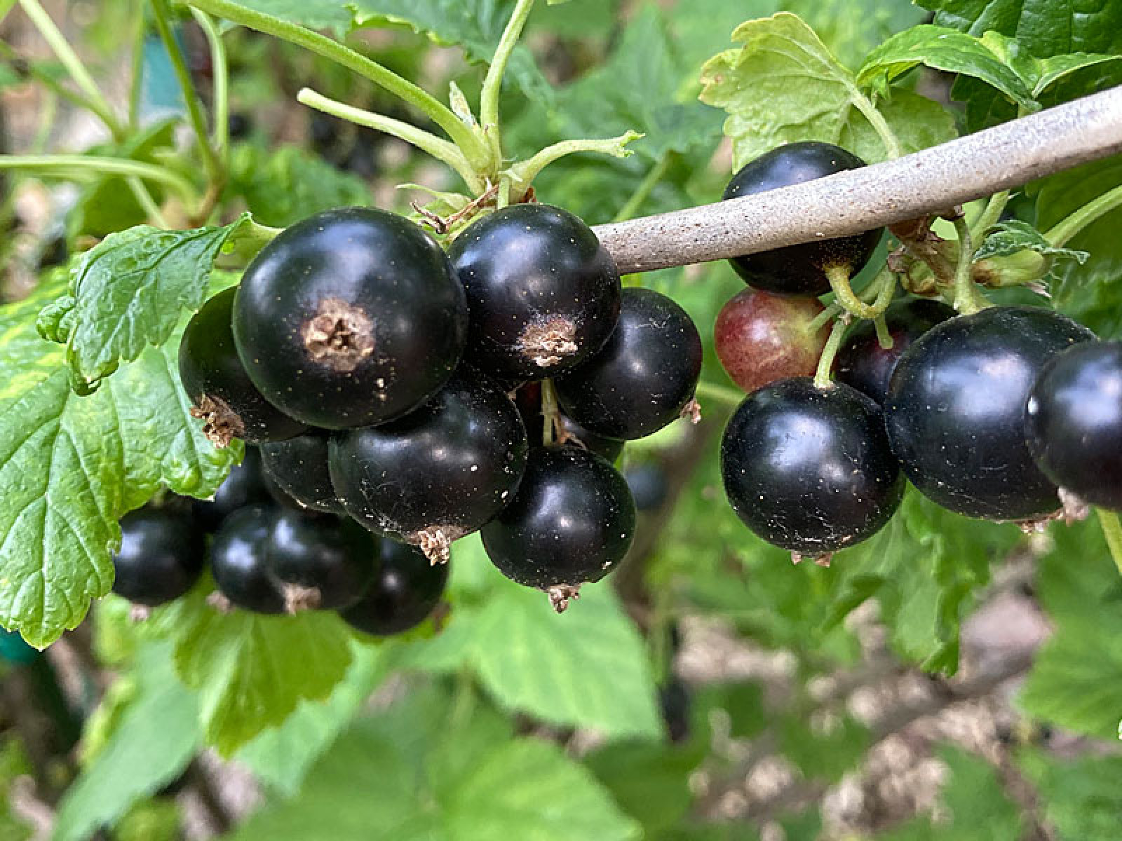 Schwarze Johannisbeere (Ribes nigrum) TITANIA (Strauch)