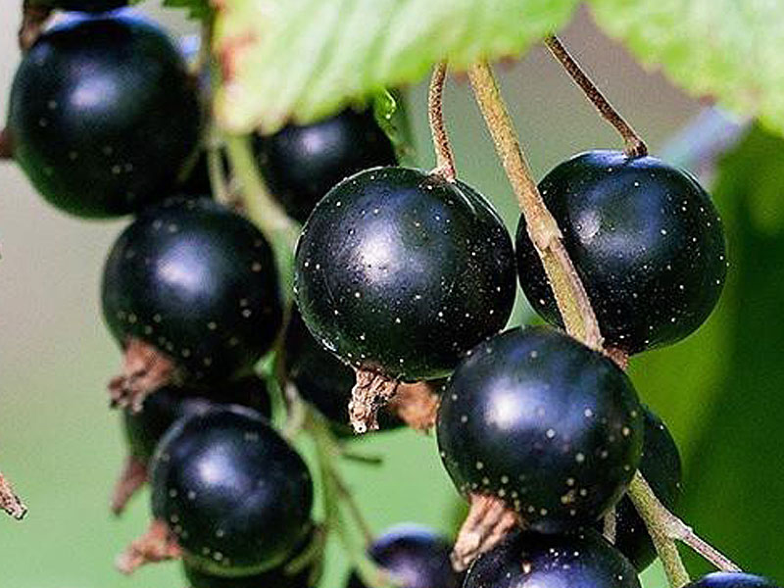 Schwarze Johannisbeere (Ribes nigrum) TITANIA (Strauch)
