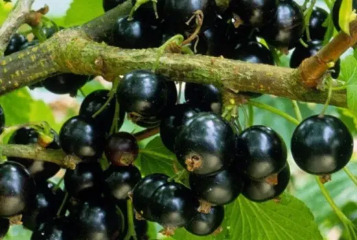 Der große Johannisbeeren-Ratgeber 2026: 12 Top-Sorten aus Europa