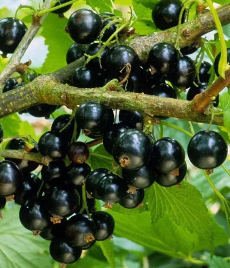 Schwarze Johannisbeere (Ribes nigrum) VELOJ - Tutifruti, s.r.o.