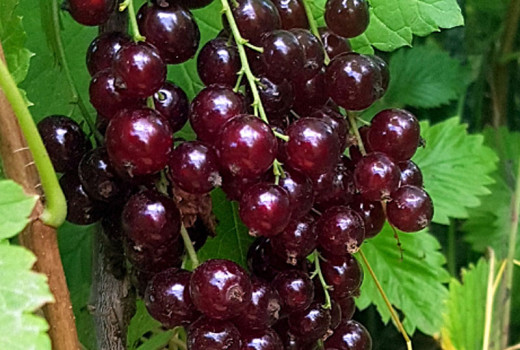 Ríbezľa ‘Vīksnes Sarkanās’: Analýza úrody, chuti a prečo je klenotom pre záhradkárov