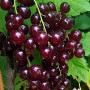 Rote Johannisbeere (Ribes rubrum) VĪKSNES SARKANĀS