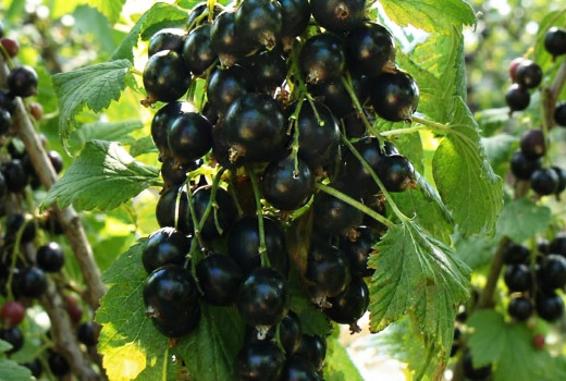 Die besten russischen Schwarzen Johannisbeeren für Ihren Garten