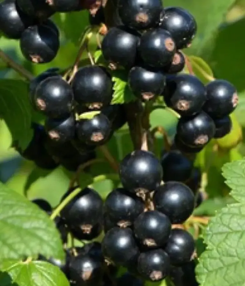 Schwarze Johannisbeere (Ribes nigrum) ZAGADKA - Tutifruti, s.r.o.