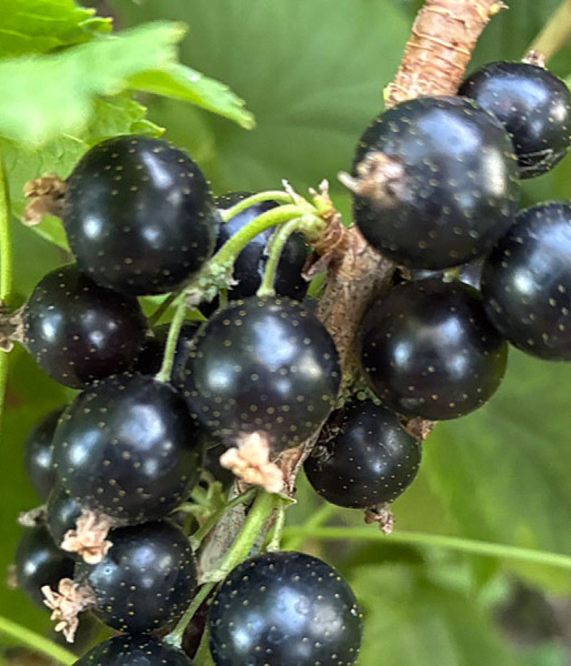 Schwarze Johannisbeere (Ribes nigrum) ČORNIJ ŽEMČUG - Tutifruti, s.r.o. (SK)