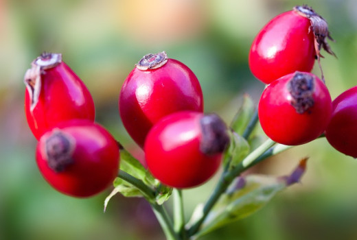 Der verborgene Schatz in Hagebutten: Nährwertprofil der Gattung Rosa L.