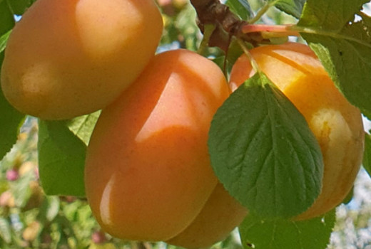 Analýza nových lotyšských sliviek: Ance, Adelyn a Sonora | Blog