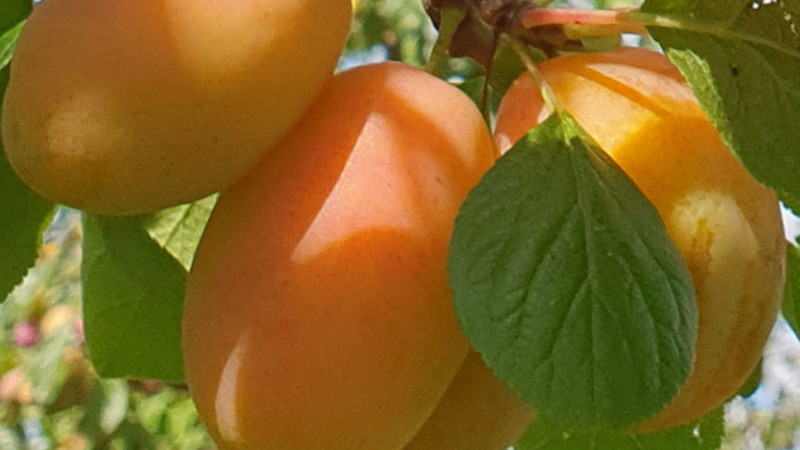 Analyse neuer lettischer Pflaumensorten: Ance, Adelyn und Sonora | Blog