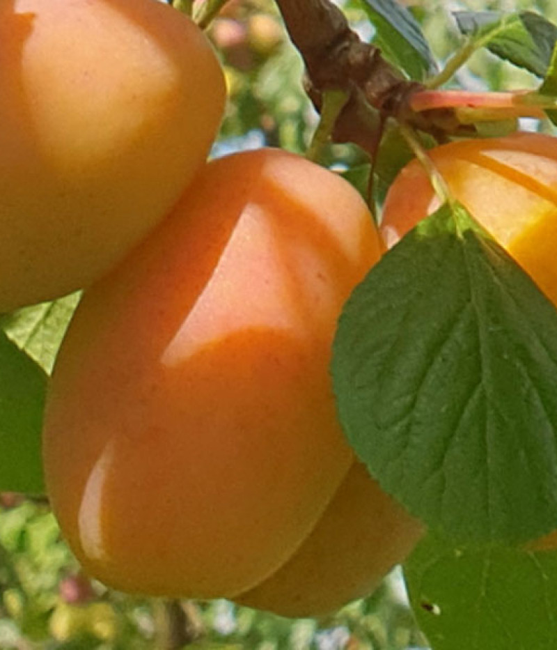 Pflaume (Prunus domestica) ADELYN - Tutifruti, s.r.o. (SK)