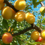 Hybrid plum (Prunus sp.) ALVIS