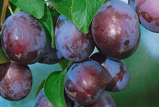 Hauspflaume (Prunus domestica): Herkunft, Botanik & Anatomie