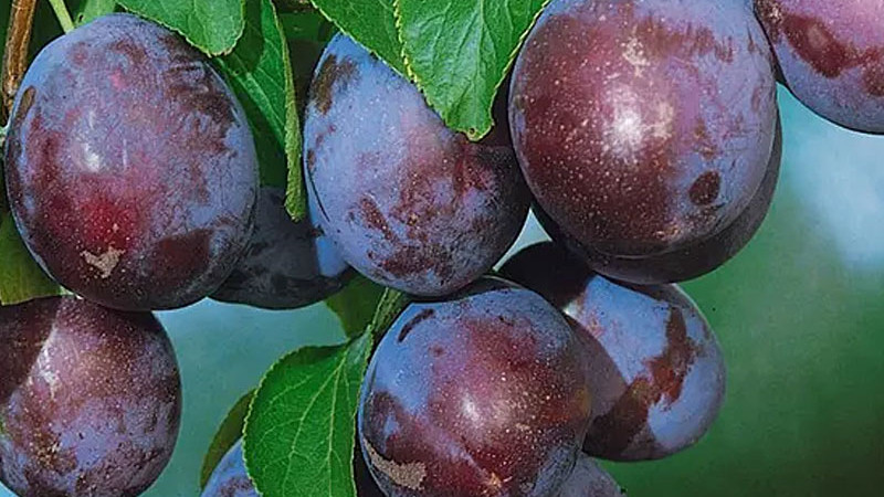 Hauspflaume (Prunus domestica): Herkunft, Botanik & Anatomie