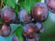 Pflaumenbaum (Prunus domestica) AMERS