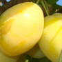 Pflaume (Prunus domestica) ANCE