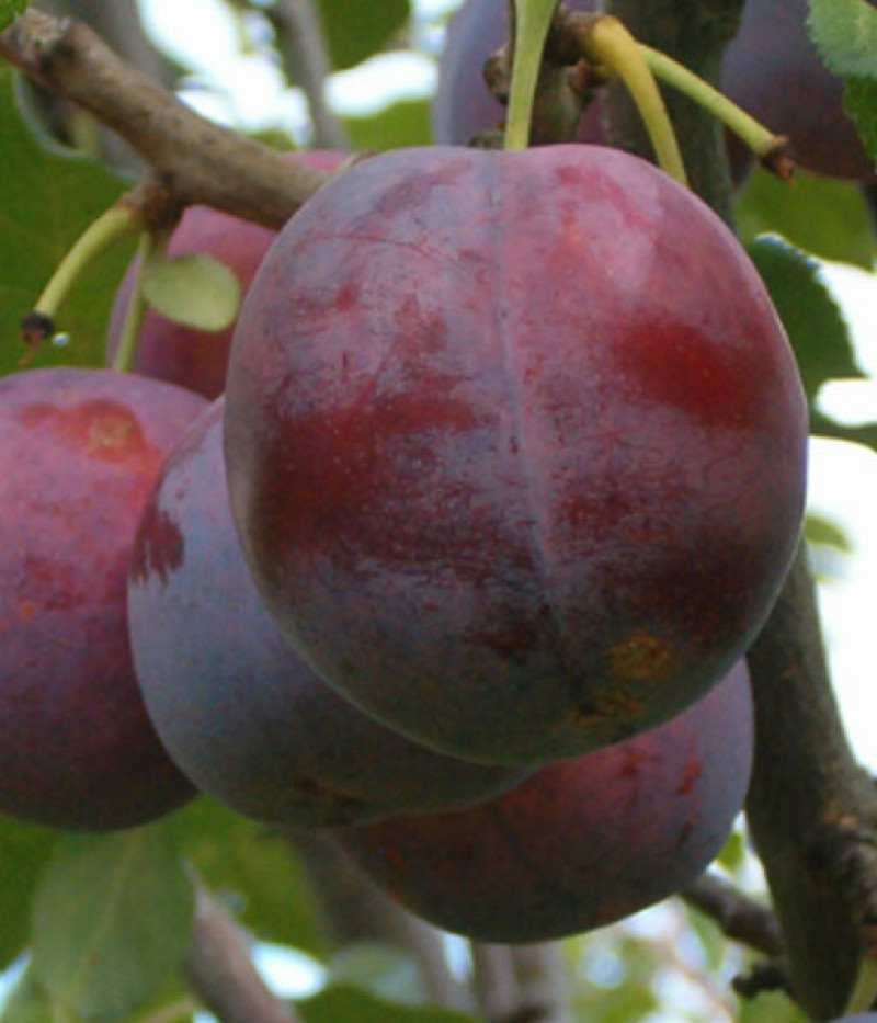 Hybridpflaume (Prunus sp.) MINJONA - Tutifruti, s.r.o. (SK)
