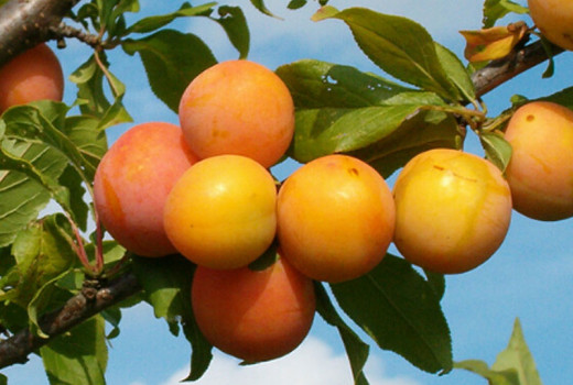 Überleben und Fruchten: 9 außergewöhnliche nordische Pflaumen für extreme Bedingungen