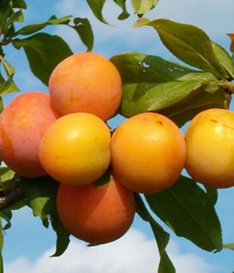 Hybridpflaume (Prunus sp.) SKOROPLODNAJA - Tutifruti, s.r.o. (SK)
