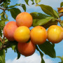 Hybridpflaume (Prunus sp.) SKOROPLODNAJA