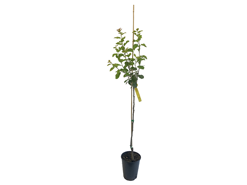 Pflaumenbaum (Prunus domestica) STANLEY