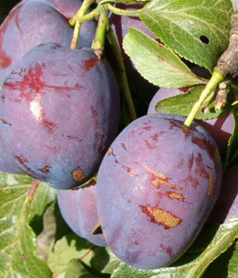 Pflaume (Prunus domestica) VIOLETTA - Tutifruti, s.r.o. (SK)