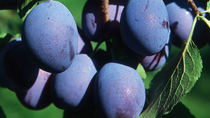 Die Hauspflaume: Von der Botanik der Unterarten zur Präzisionsernährung