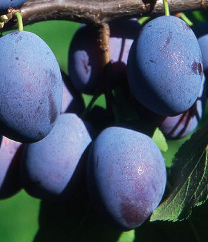 Pflaumenbaum (Prunus domestica) WEGIERKA DABROWICKA - Tutifruti SK