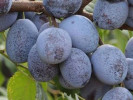 Pflaumenbaum (Prunus domestica) WEGIERKA ZWYKLA - Tutifruti SK Pflaumenbaum (Prunus domestica) WEGIERKA ZWYKLA - Tutifruti SK
