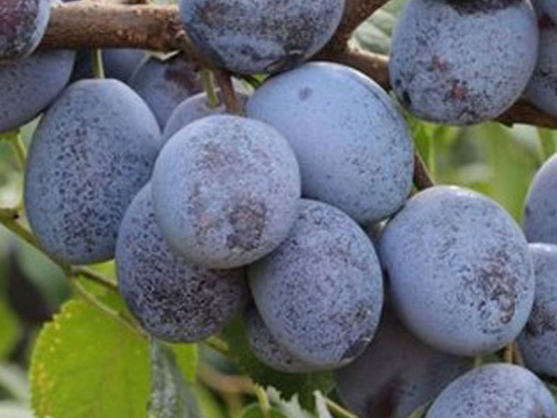 Pflaumenbaum (Prunus domestica) WEGIERKA ZWYKLA - Tutifruti SK Pflaumenbaum (Prunus domestica) WEGIERKA ZWYKLA - Tutifruti SK