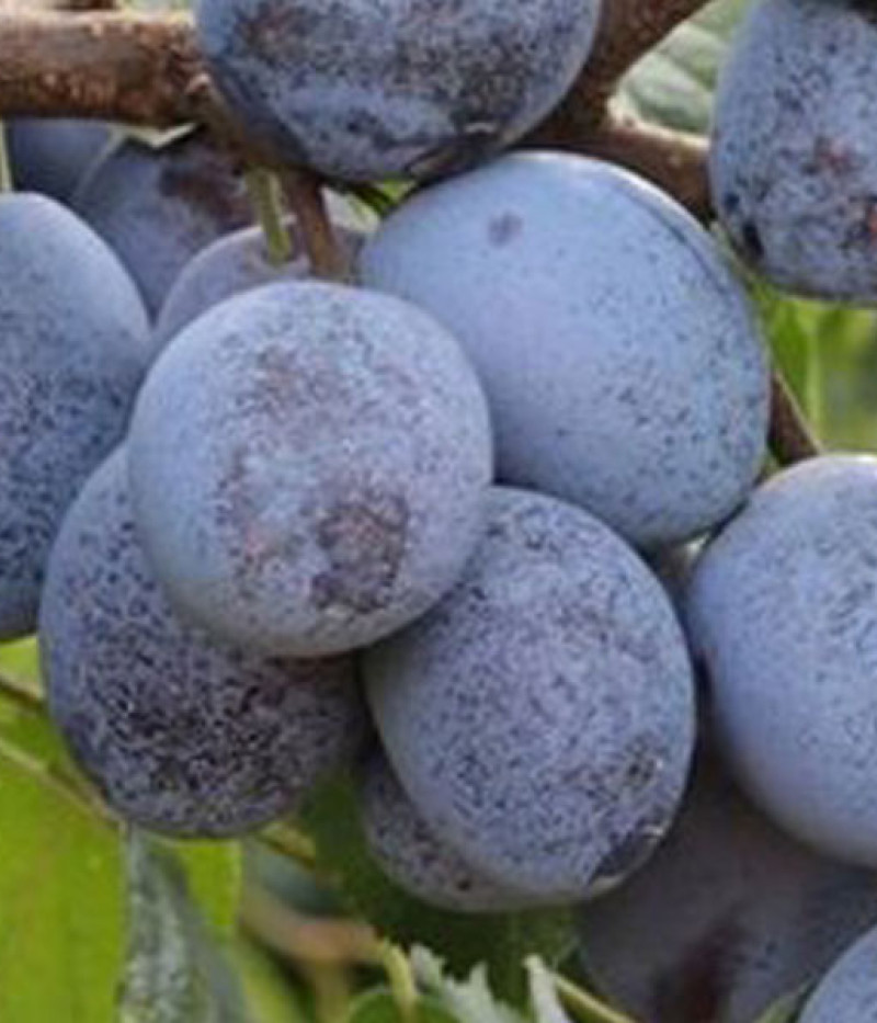 Pflaumenbaum (Prunus domestica) WEGIERKA ZWYKLA - Tutifruti SK