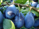 Pflaumenbaum (Prunus domestica) VENGERKA KORNEJEWSKAJA - Tutifruti SK Pflaumenbaum (Prunus domestica) VENGERKA KORNEJEWSKAJA - Tutifruti SK