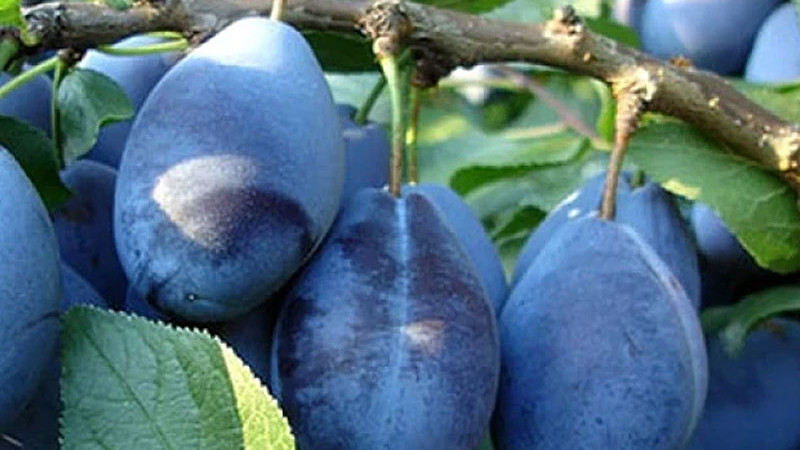 Ein Stammbaum voller Farben und Aromen: Die faszinierende Welt der Unterarten der Pflaume (Prunus domestica)