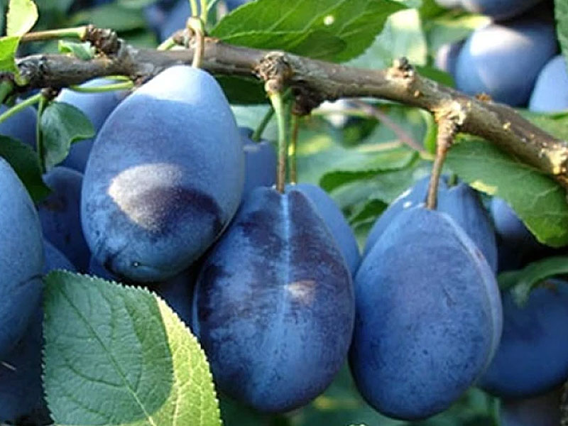 Pflaumenbaum (Prunus domestica) VENGERKA KORNEJEWSKAJA - Tutifruti SK Pflaumenbaum (Prunus domestica) VENGERKA KORNEJEWSKAJA - Tutifruti SK