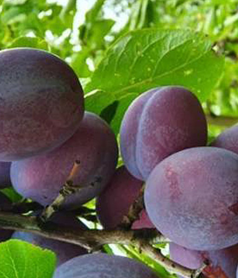 Pflaume (Prunus domestica) ZANE - Tutifruti, s.r.o. (SK)