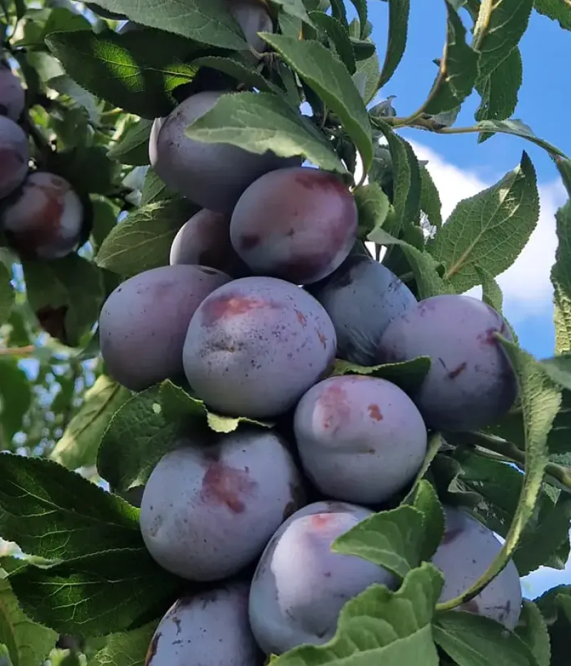 Pflaume (Prunus domestica) AGENT - Tutifruti, s.r.o.