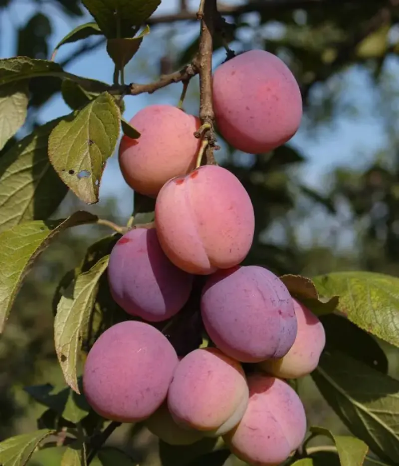 Pflaume (Prunus domestica) ALEKSONA - Tutifruti, s.r.o.
