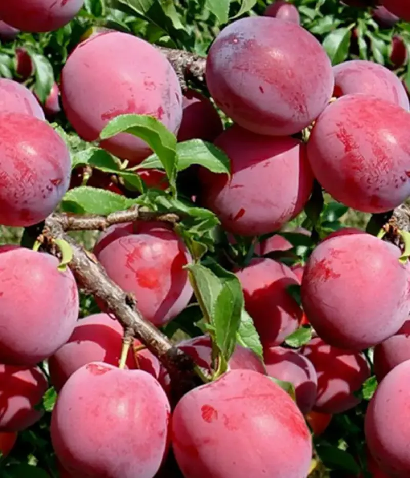 Hybridpflaume (Prunus sp.) ALYONUSHKA - Tutifruti, s.r.o.