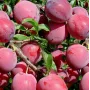 Hybrid plum (Prunus sp.) ALYONUSHKA
