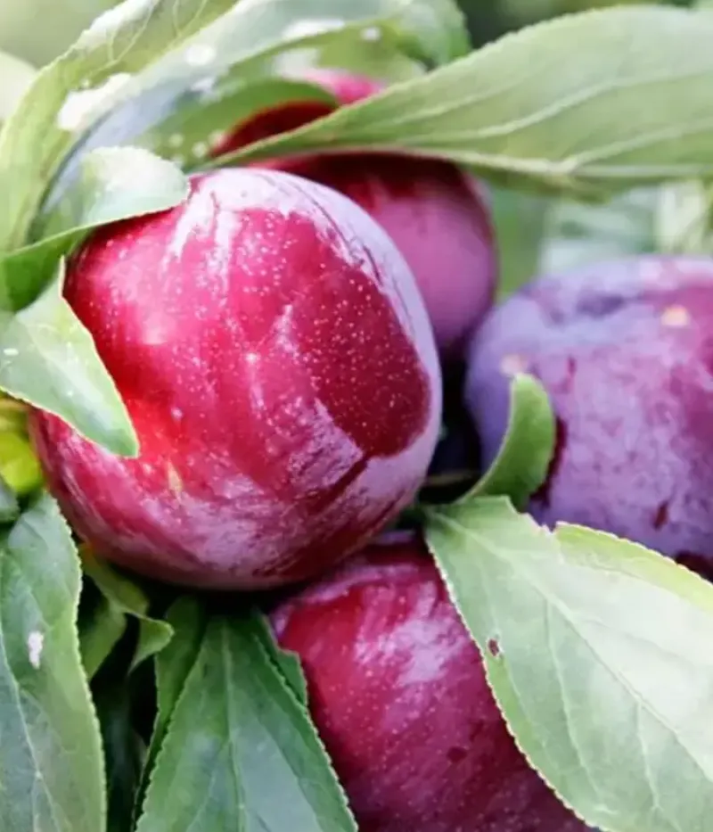 Pflaume (Prunus domestica) ANDREEA - Tutifruti, s.r.o.