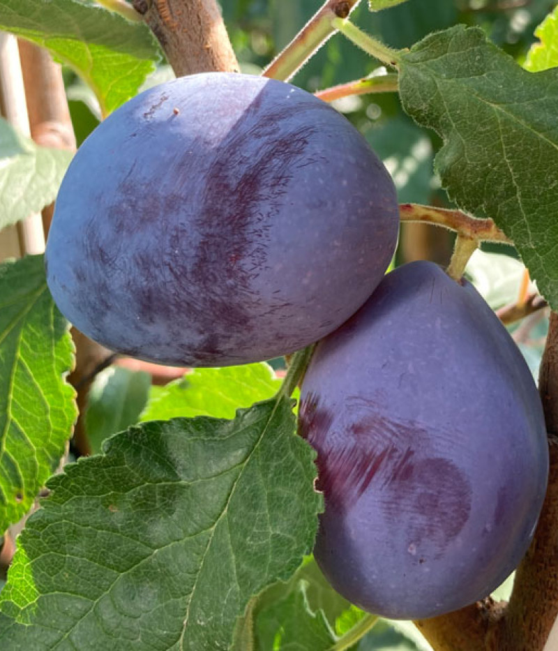 BIO säulenförmige (Prunus domestica) Pflaume AROMA SPUR (spät reifend) - Tutifruti SK