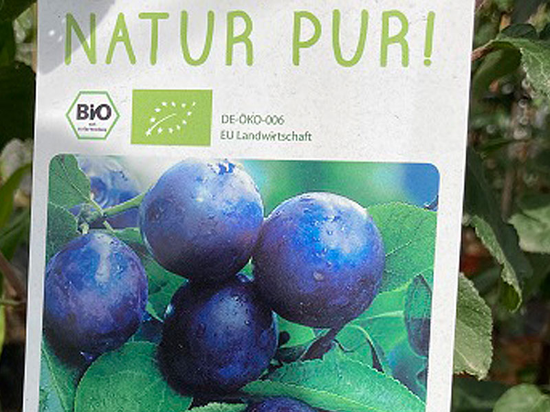 BIO säulenförmige Pflaume AROMA SPUR (spät reifend)