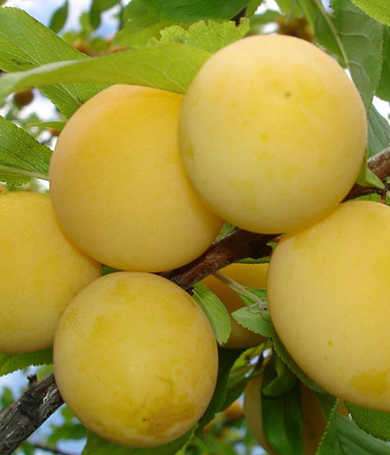 BIO Pflaume AROMA SPUR GELB säulenförmige - Tutifruti SK