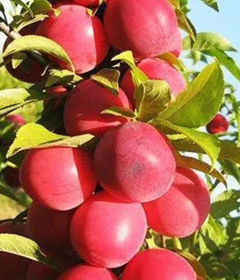 BIO Slivka AROMA SPUR ROT (stĺpová) - Tutifruti SK