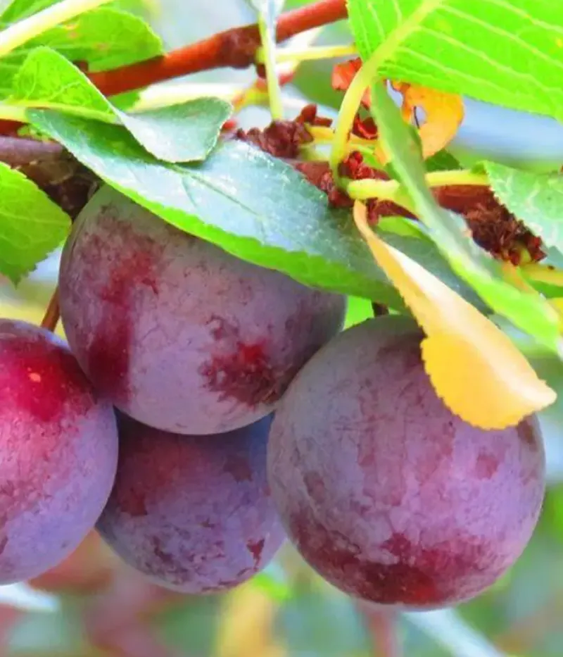 Plum (Prunus domestica) AVE - Tutifruti, s.r.o.