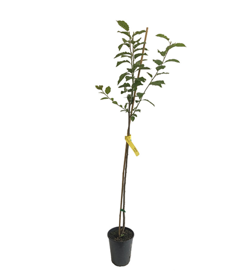 Pflaumenbaum (Prunus domestica) WEGIERKA DABROWICKA - Tutifruti SK