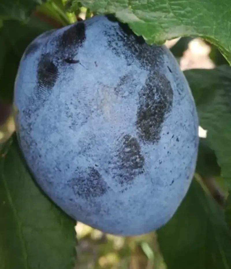 Pflaume (Prunus domestica) CARPATIN - Tutifruti, s.r.o.