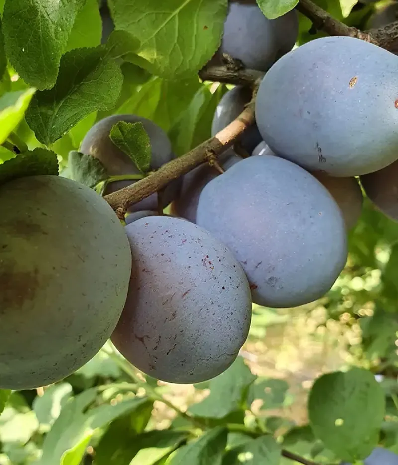 Pflaume (Prunus domestica) CENTENAR - Tutifruti, s.r.o.
