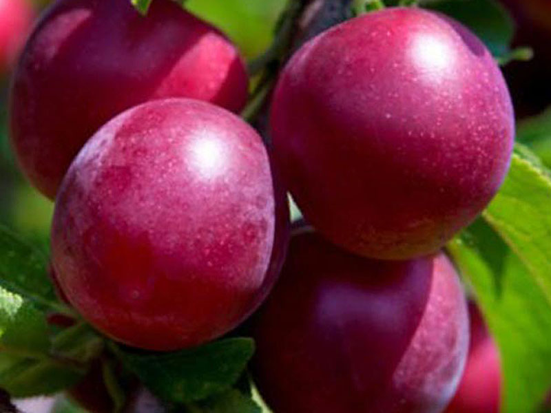 Hybridpflaum DONTSCHANKA RANNAJA - Tutifruti SK Hybridpflaum DONTSCHANKA RANNAJA - Tutifruti SK